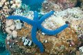 Australia 2009-01
